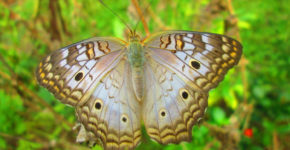 Anartia jatrophae