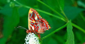 Anteros carausius Lycaenidae