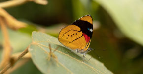 Perisama humboldtii humboldtii020421-12