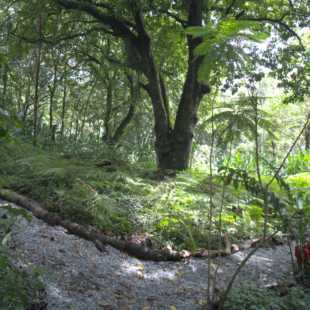mariposario del Tolima (3)
